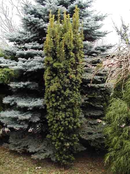 Taxus baccata 'Fastigiata Aureomarginata' 